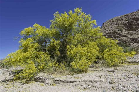 Desert Museum Palo Verde Tree