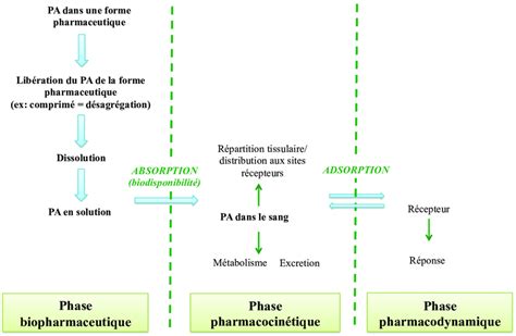 Le Devenir Du M Dicament Dans L Organisme De L Ingestion La