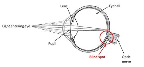 What is blind spot? Draw a diagram to show it location. [3 MARKS]