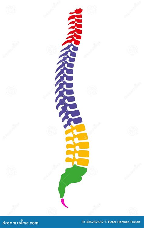 Human Vertebral Column Lateral Side View With Partly Transparent ... 