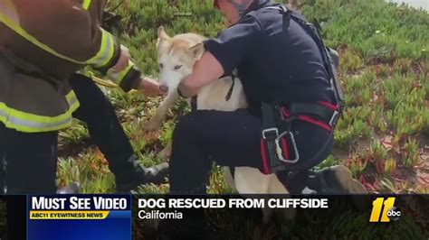 Dog Rescued After Falling Off Cliff In California Abc11 Raleigh Durham