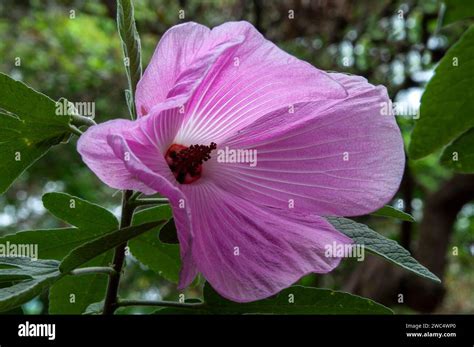 Sydney Australia, pink flowering native hibiscus 'barambah creek' Stock ...