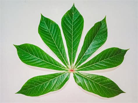 Folha De Mandioca Foto De Stock Imagem De árvore Caduco 232293684