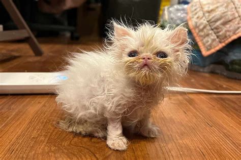 Meet Wisp The Persian Kitten Tiktok Is In Love With