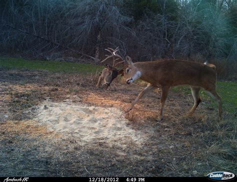 Deer Has Another Deers Decapitated Head Stuck In Its Antlers After A