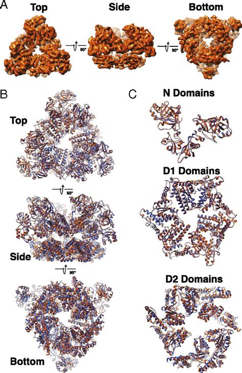 Unique Double Ring Structure Of The Peroxisomal Pex Pex Atpase