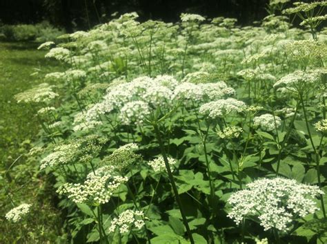 Ground Elder Bishop S Goutweed Mequon Ground Elder Bis Flickr