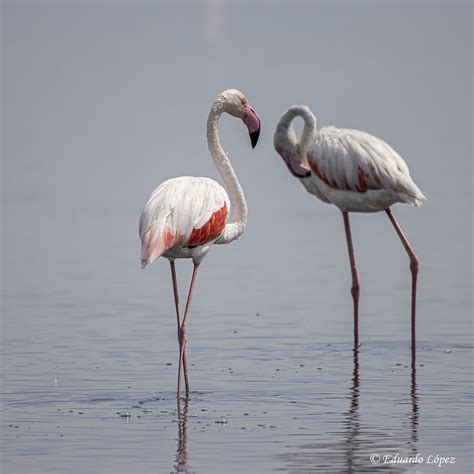 FLAMENCO COMUN Phoenicopterus Roseus 160 Cm Grande B Flickr