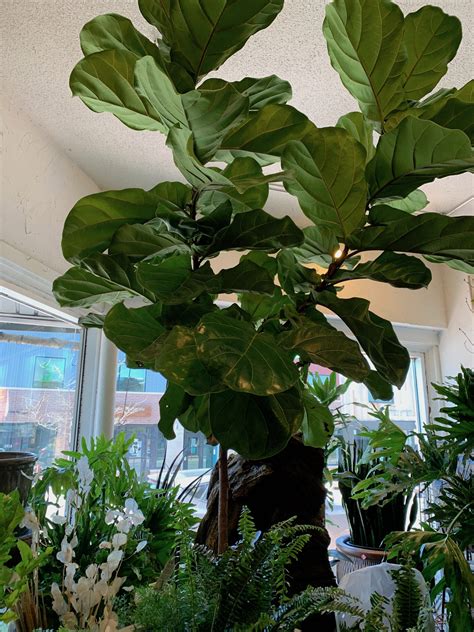 14” Ficus Lyrata Standard Flowers Talk Tivoli