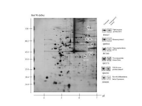 Comparative Proteomic Analysis Identification Of Protein Download Scientific Diagram