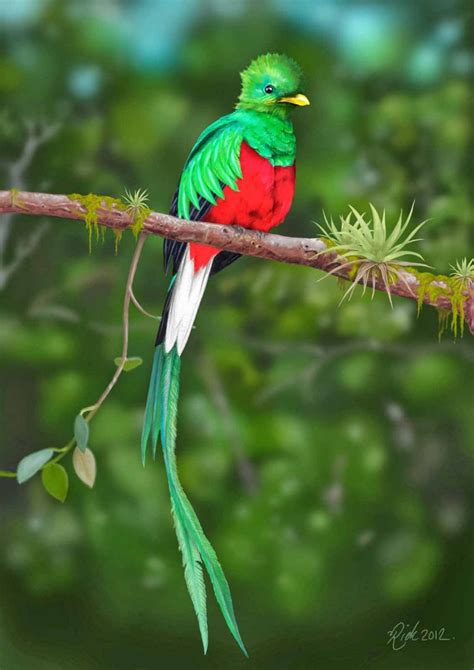 El Quetzal Ave Nacional De Guatemala Aprende