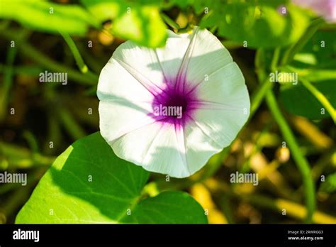 Morning Glory Summer White Or Pale Pink In Color Flower The Chinese