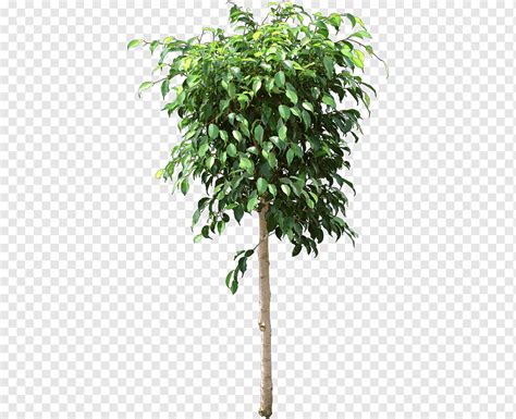 Ficus Trees Png PNGWing