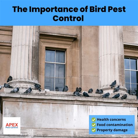 A Definitive Guide To Bird Pest Control In The Uk