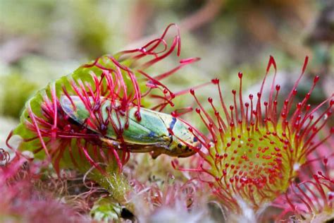 Sundew Plant Complete Care | Plantly