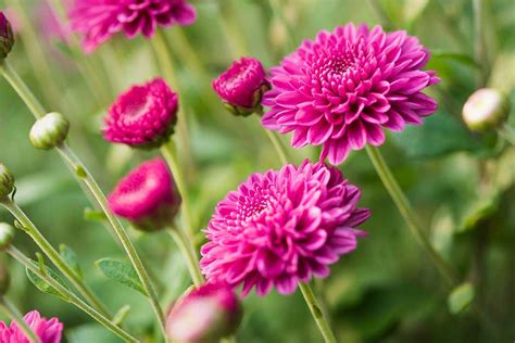 How To Grow Chrysanthemums Rhs