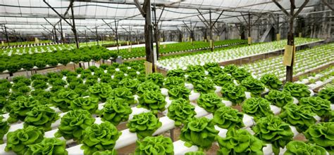 5 Sustainable Hydroponic And Aquaponic Farms In Texas Exploring The