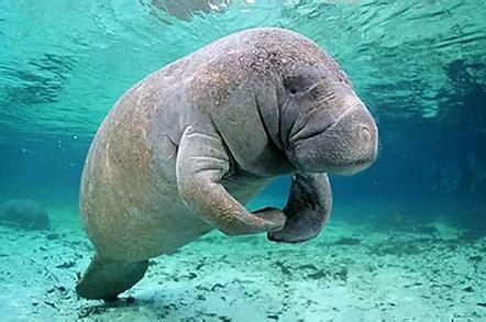 Home | Manatee Meat Company