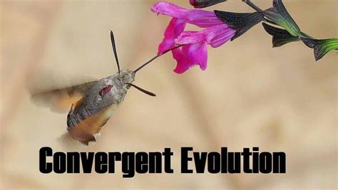 Convergent Evolution: Definition, Causes, And 7 Examples » 2024