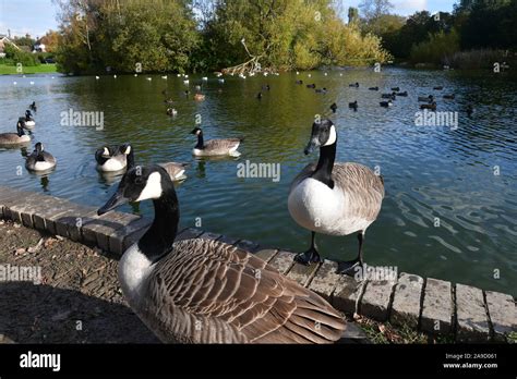 Hailsham, East Sussex, UK Stock Photo - Alamy