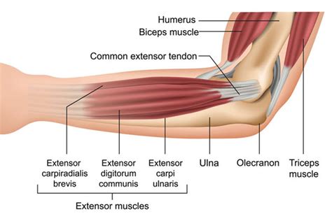 Thrower S Elbow Treatment Prevention Pitcher S Elbow