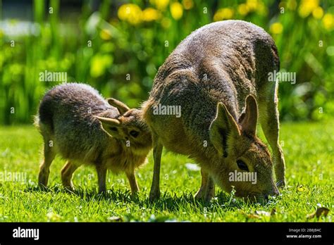 Baby Bunny And Forest Hi Res Stock Photography And Images Alamy