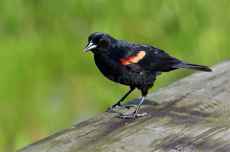 Adult Male Red Winged Blackbird Agelaius Phoeniceus Perched On Wood