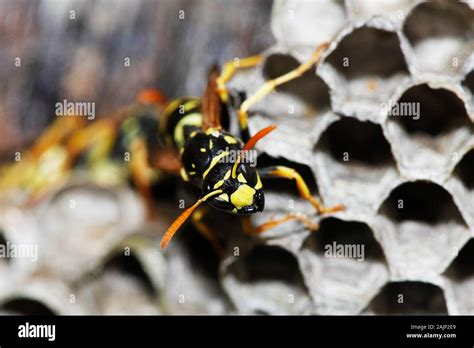 Common Wasp Vespula Vulgaris Adult Standing On Nest Normandy Stock