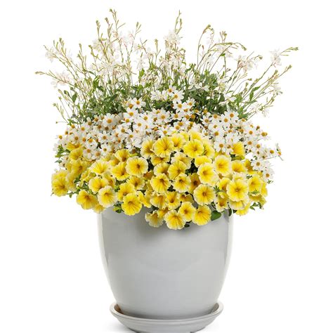 Gaura STRATOSPHERE™ White – Jardineries Botanix