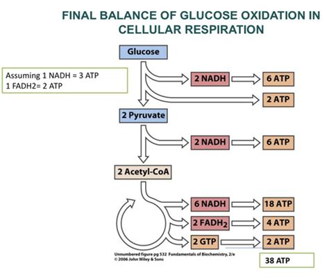 Unit Carbohydrate Metabolism Part Flashcards Quizlet