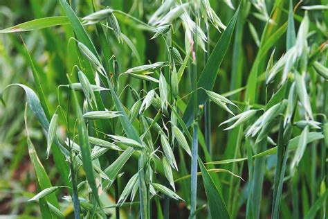 oats seed varieties organic common oats bulk avena sativa