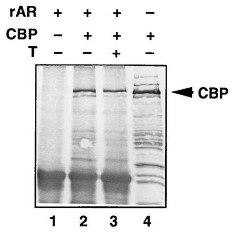 Creb Binding Protein In Androgen Receptor Mediated Signaling Pnas