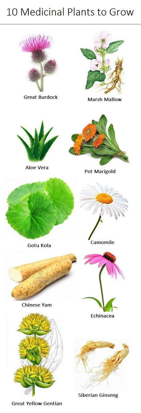 12 Incredible Medicinal Plants For Your Garden And Their Uses He