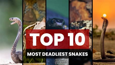 Top 10 Most Deadliest Snakes Slithering Danger Unveiled 🐍 Youtube