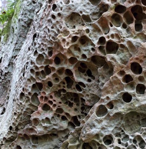 biological weathering examples geography