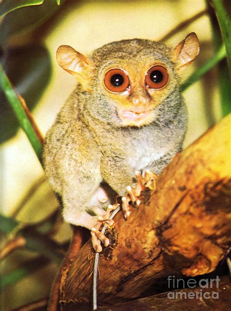 Tiny tarsier monkey Photograph by Arkitekta Art - Fine Art America