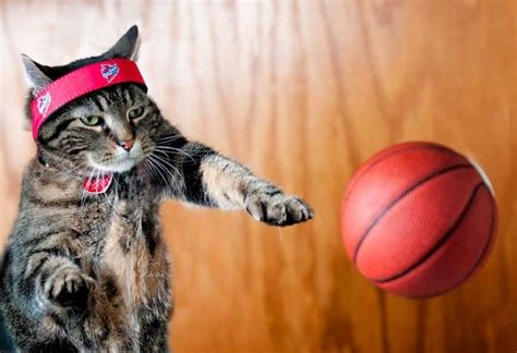 A Gallery Of Cats Who Love Basketball