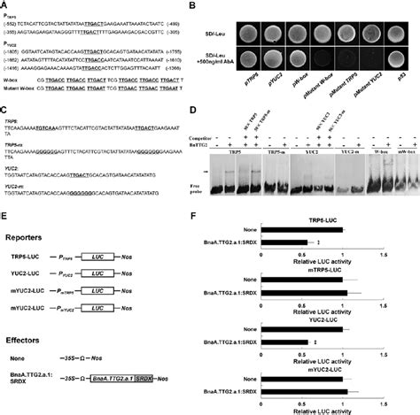 Yeast One Hybrid Electrophoretic Mobility Shift And Dlr Assays For Download Scientific