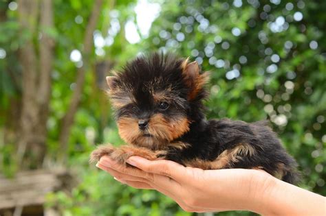 How Much Does A Yorkie Puppy Cost The Pet Town