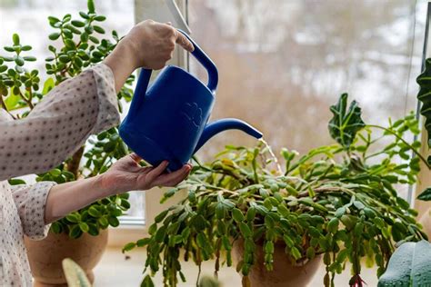 How To Save An Overwatered Christmas Cactus Gardeners Path