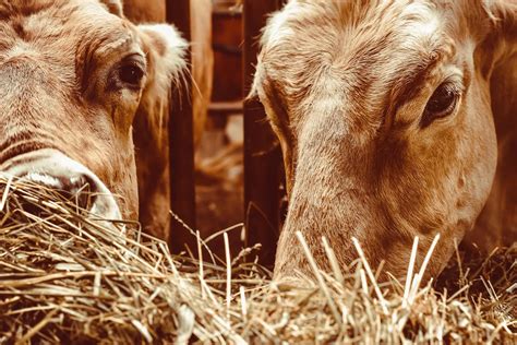 Pour Rencontrer Des B Ufs Du Gatinais Il Faut Tre La Foire Aux