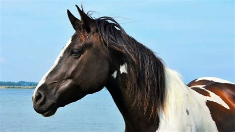 What Is A Pinto Horse? (A Complete Guide)