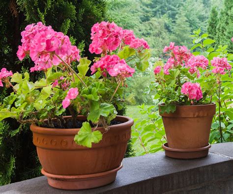 Why Growing Geraniums In Containers Makes Them Last Longer | Gardening Know How