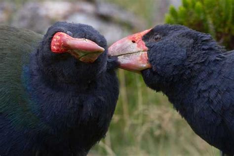 Zealandia by Night Tour | GetYourGuide