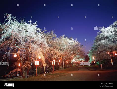 Cherry blossoms Yamagata Prefecture Japan Stock Photo - Alamy