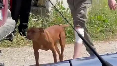 Bimbo Morto Azzannato Dai Pitbull A Eboli Il Video Di Uno Dei Cani Al