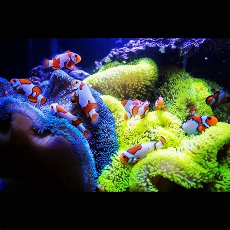 Saltwater Aquarium | Marine aquarium fish, Saltwater aquarium, Aquarium ...