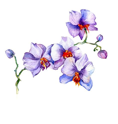 The New View Of Orchid Watercolor Hand Drawn For Postcard Stock