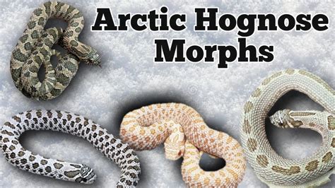 Western Hognose Snake Morphs : Western Hognose Snake Care Guide Faq Neeness - How to breed ...