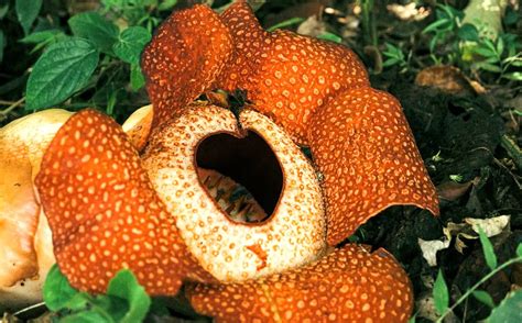 persebaran flora  fauna  indonesia beserta faktor  mempengaruhinya